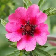Red Willmott Flower Seeds for Planting | Heirloom Non-GMO High Germination Organic Garden Seeds