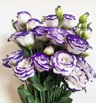 Mixed Lisianthus Echo Flower Seeds for Planting Heirloom Non-GMO High Germination Organic Garden Seeds