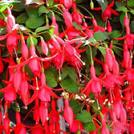 Maroon Red Fuchsia Flower Seeds for Planting - Heirloom, Non-GMO, High Germination Organic Garden Seeds