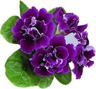 Purple Gloxinia Flower Seeds for Planting | Heirloom Non-GMO High Germination Organic Garden Seeds