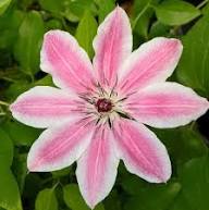 Clematis Baby Pink Flower Seeds for Planting - Heirloom, Non-GMO, High Germination Organic Garden Seeds