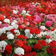 Multi-Colour Geranium Flower Seeds for Planting – Heirloom, Non-GMO, High Germination Organic Garden Seeds