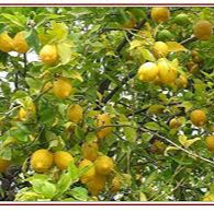 Exotic Baboon Lemon Fruit Seeds for Planting - Heirloom & Non-GMO Garden Seeds