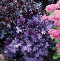 Purple Coral Bells Flower Seeds for Planting – Heirloom, Non-GMO, High Germination Organic Garden Seeds