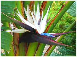 White Strelitzia Reginae Flower Seeds for Planting – Heirloom, Non-GMO, Colorful Display Organic Garden Seeds
