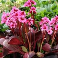 Bergenia Flower Seeds for Planting | Heirloom Non-GMO Organic Garden Seeds, Wildflower Mix, High Germination