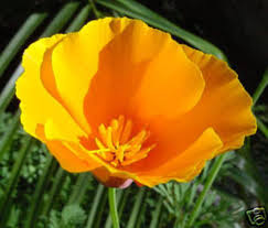 Cali Flower Seeds for Planting – Wildflower Mix, Heirloom, Non-GMO, Organic Garden Seeds