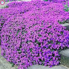 Dark Violet Rock Cress Flower Seeds – Heirloom Non‑GMO, High Germination Organic Garden Seeds for Planting