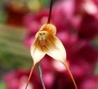 Monkey Orchid Flower Seeds for Planting – Sun Loving, Heirloom, Non-GMO, High Germination Organic Garden Seeds
