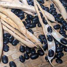 Black White Okra Bean Seeds – Heirloom Non-GMO Unique Vegetable Garden Seeds for Planting, High Germination
