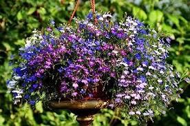 Mixed Lobularia Flower Seeds for Planting – Shade Tolerant, Heirloom, GMO Free Organic Garden Seeds