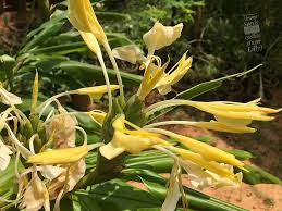 Hedychium Gardnerianum Flower Seeds for Planting – Heirloom, Non-GMO, High Germination Organic Garden Seeds