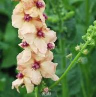 Antique Rose Verbascum Flower Seeds for Planting – Heirloom, Non-GMO, Cottage Garden Essential