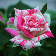 White Pink Rose Flower Seeds for Planting Heirloom Non-GMO High Germination Organic Garden Seeds