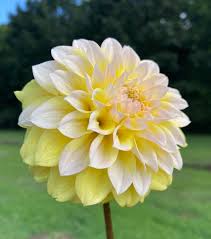Yellow White Dahlia Flower Seeds for Planting – Heirloom, Non-GMO, High Germination Organic Garden Seeds