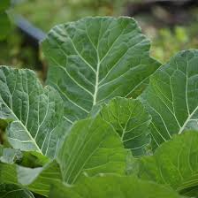 Georgia Collard Greens Seeds