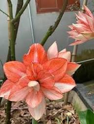 Red White Hippeastrum Rutilum Flower Seeds for Planting – Fragrant Blossoms, Heirloom, Non-GMO, Organic Garden Seeds