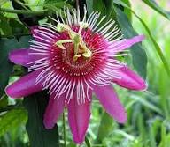 Light Pink White Passiflora Flower Seeds – Heirloom, Non-GMO, High Germination Organic Garden Seeds
