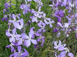 Matthiola Flower Seeds for Planting – Heirloom, Non-GMO, High Germination Organic Garden Seeds