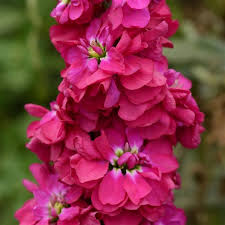 Pink Matthiola Incana Flower Seeds for Planting – Long Bloom Season Heirloom Non-GMO GMO Free Seeds for Home Garden