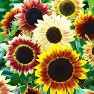 Mixed Color Sunflower Seeds – Non-GMO, High Germination Heirloom Organic Garden Seeds