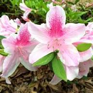 Azalea Pink Flower Seeds for Planting - Heirloom, Non-GMO, High Germination Organic Garden Seeds