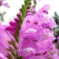 Pink Physostegia Flower Seeds for Planting | Heirloom Non-GMO High Germination Organic Garden Seeds