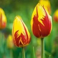 Tulip Yellow Red Flower Seeds for Planting – Heirloom Non-GMO High Germination Organic Garden Seeds