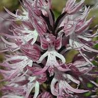Naked Man Orchid Flower Seeds for Planting – Heirloom, Non-GMO, High Germination Organic Garden Seeds
