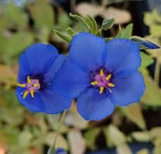 Blue Pimpernel Flower Seeds for Planting | Heirloom Non-GMO High Germination Organic Seeds