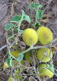 Green Wooly Bear Gourd Seeds for Planting – Heirloom & Non-GMO Garden Seeds