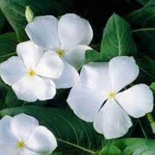 Periwinkle Flower Seeds for Planting – Heirloom, Non-GMO, Hardy Variety Organic Garden Seeds
