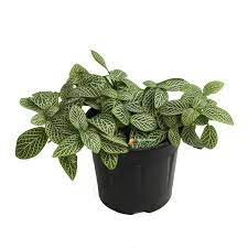 Flower Seeds, Seeds,Seeds For Planting,Plant Seeds