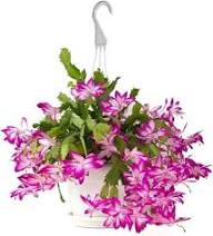 White Pink Zygocactus Flower Seeds for Planting – Heirloom, Non-GMO, High Germination Organic Garden Seeds
