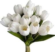 Tulip Flower Seeds for Planting – Garden Favorite Heirloom, Non-GMO, High Germination Organic Garden Seeds