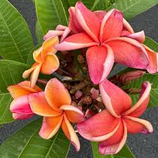 Red &amp; White Frangipani Flower Seeds for Planting – Heirloom Non-GMO Pollinator Friendly Organic Garden Seeds