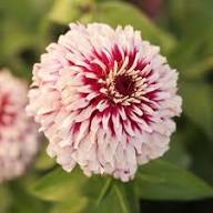 Zinnia White Pink Flower Seeds for Planting – Heirloom, Non-GMO, High Germination Organic Garden Seeds