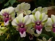 Green Red Dendrobium Flower Seeds for Planting – Heirloom Non-GMO Shade Tolerant Organic Garden Seeds