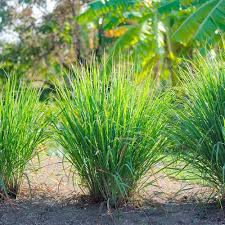 East Indian Lemongrass Seeds