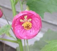 Abutilon Bella Flower Seeds for Planting | Heirloom Non-GMO High Germination