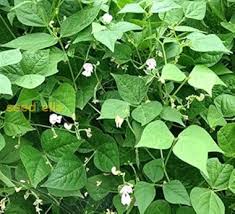 White Tepary Bean Vegetable Seeds for Planting – Heirloom & Non-GMO Garden Seeds