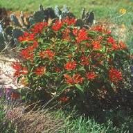 Mixed Hamelia Patens Flower Seeds for Planting – Heirloom, Non-GMO, High Germination Organic Garden Seeds