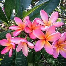 Frangipani Flower Seeds for Planting | Heirloom Non-GMO High Germination Organic Garden Seeds