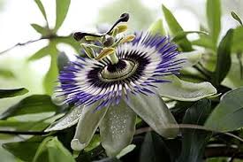 Passion Flower Passiflora Seeds for Planting – Premium Quality, Heirloom, Non-GMO, High Germination