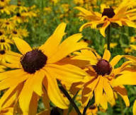Rudbeckia Flower Seeds for Planting – Heirloom, Non-GMO, High Germination Organic Garden Seeds