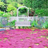 Cress Perennial Flower Seeds for Planting | Heirloom Non-GMO High Germination Organic Garden Seeds