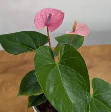 Purple Anthurium Flower Seeds for Planting – Heirloom, Non-GMO, Drought Tolerant Organic Garden Seeds