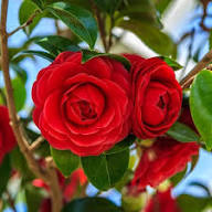 Camellia Burgundy Flower seeds for Planting - Pollinator Friendly, Heirloom, Non-GMO, High Germination