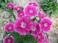 Light Rose Dianthus Flower Seeds – Heirloom, Non-GMO, High Germination Organic Garden Seeds