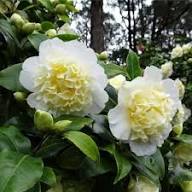 Yellow White Camellia Flower Seeds for Planting – Borders, Heirloom, Non-GMO, High Germination Organic Seeds